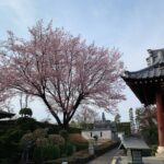 【スナップ撮影】早咲きの桜が咲く頃かな!?