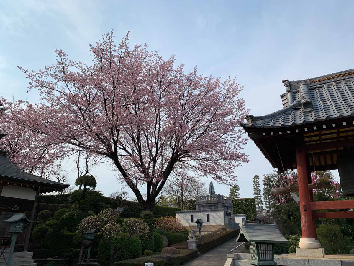 【スナップ撮影】早咲きの桜が咲く頃かな！？
