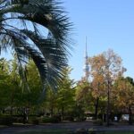 【スナップ撮影】遊び慣れた公園からの風景