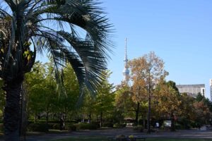 【スナップ撮影】遊び慣れた公園からの風景