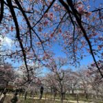【スナップ撮影】梅と桜が満開!?