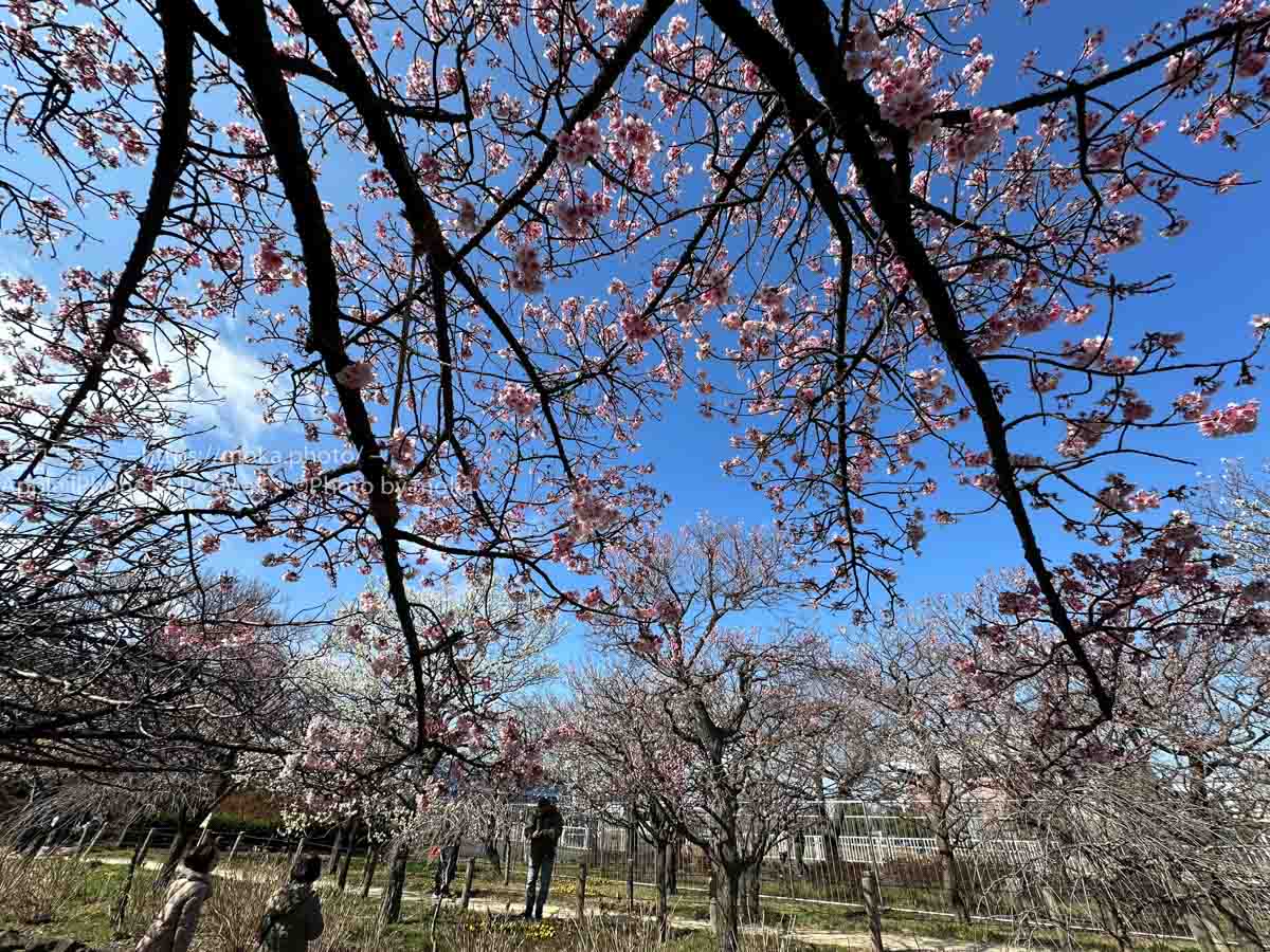【スナップ撮影】梅と桜が満開！？