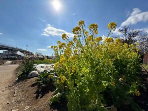 【スナップ撮影】ひな祭りを前に、春を先取り！