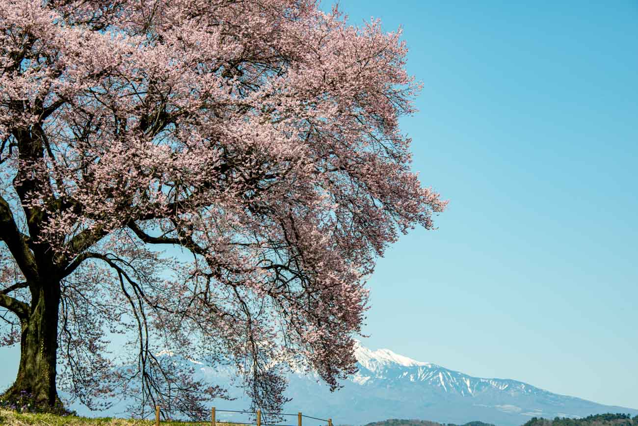 【スナップ撮影】樹齢350年の一本桜