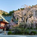 【スナップ撮影】お花見の計画を立てよう!!