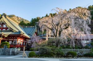 【スナップ撮影】お花見の計画を立てよう！！