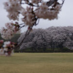 【スナップ撮影】桜ポートレート、どこで撮ろう!?