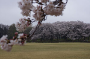 【スナップ撮影】桜ポートレート、どこで撮ろう!?