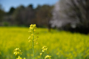 【スナップ撮影】春、見つけた!!