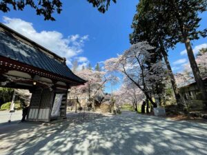 【スナップ撮影】色んな場所のサクラが撮りたい！！