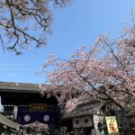 【スナップ撮影】安行桜が見頃!!