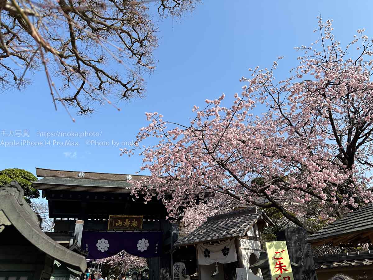 【スナップ撮影】安行桜が見頃！！