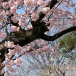 【スナップ撮影】春になると、彩が華やか!!