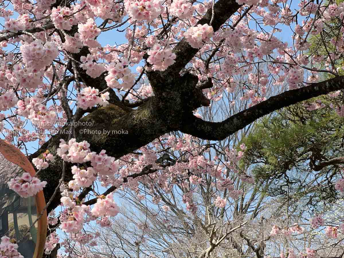 【スナップ撮影】春になると、彩が華やか！！