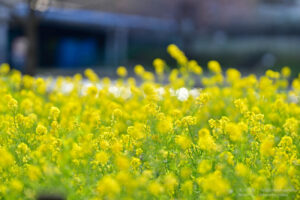 【スナップ撮影】新兵器「NIKKOR Z 135mm Plena」投入