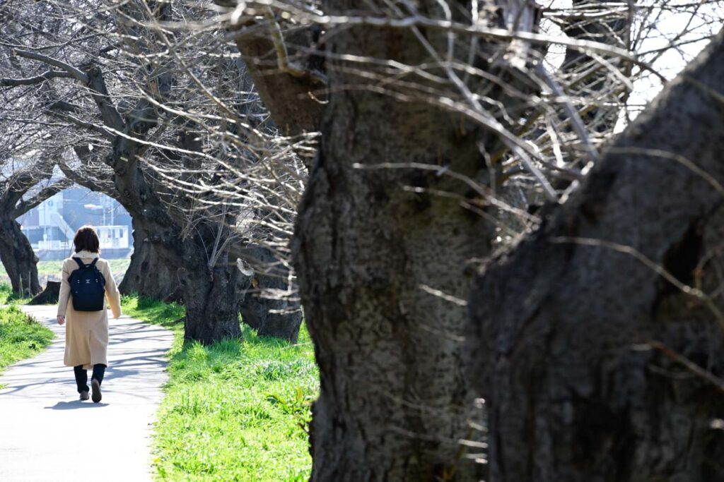 【ロケハン】桜並木を求めてロケハン！！