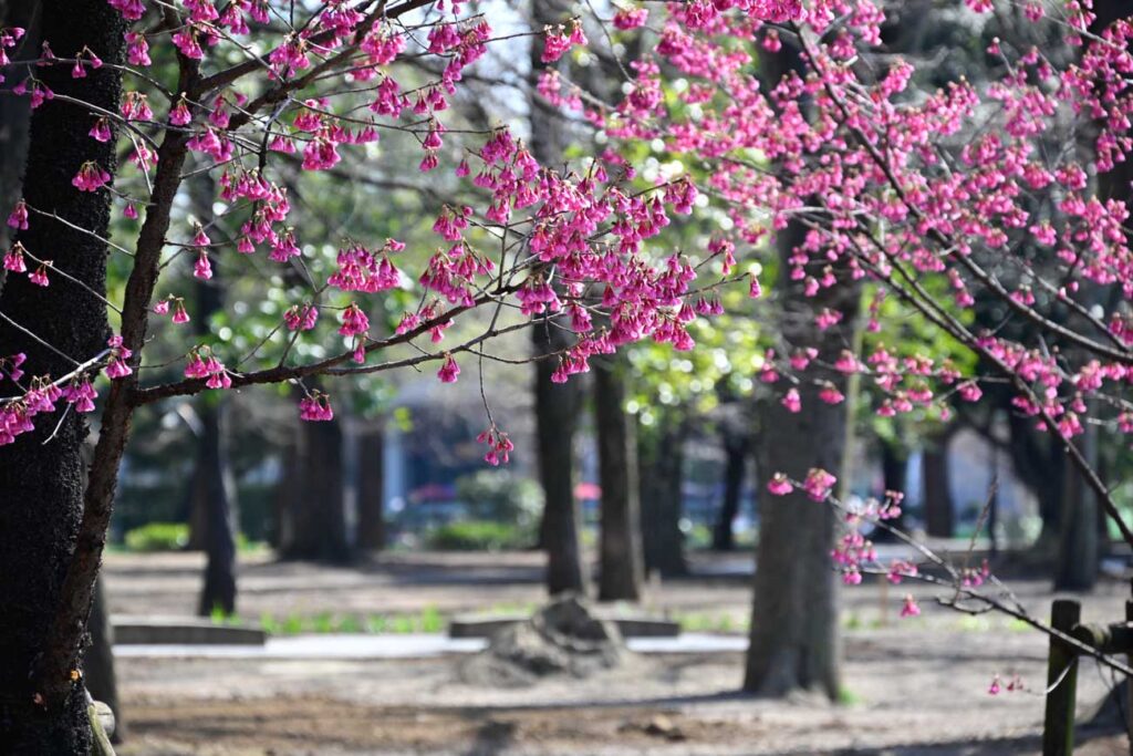 【スナップ撮影】今年の桜の開花は20日頃！？