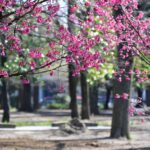 【スナップ撮影】今年の桜の開花は20日頃!?