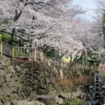 【スナップ撮影】いよいよ桜が全開!!