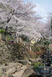 【スナップ撮影】いよいよ桜が全開!!