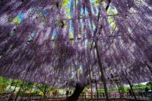 【スナップ撮影】世界最高の藤棚を見上げてみた!