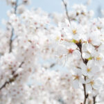 【スナップ撮影】桜、満開だって!!