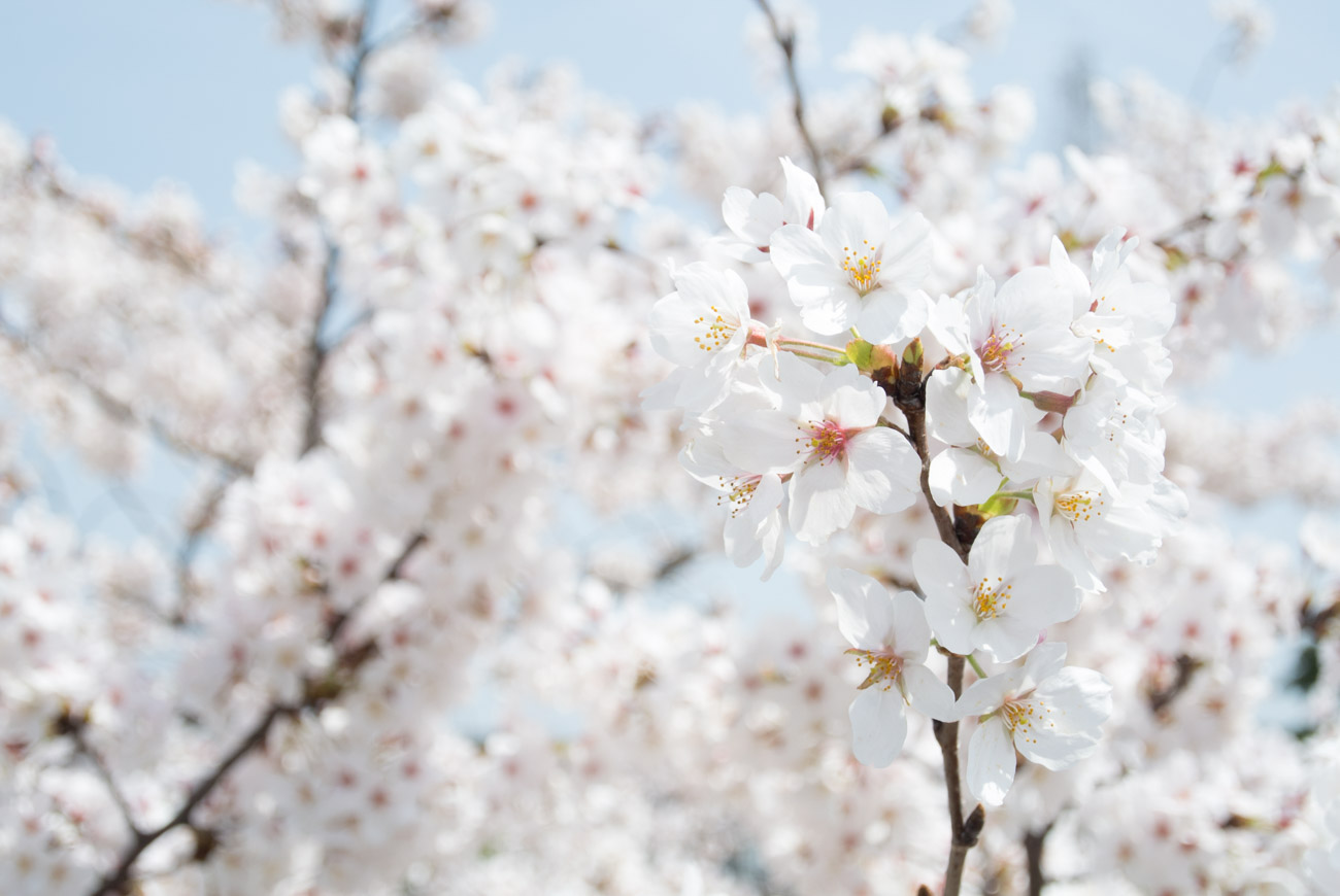 【スナップ撮影】桜、満開だって！！