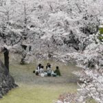 【スナップ撮影】桜の木の下でお花見
