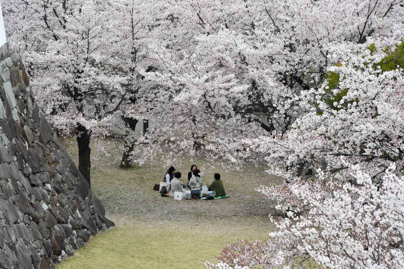 【スナップ撮影】桜の木の下でお花見