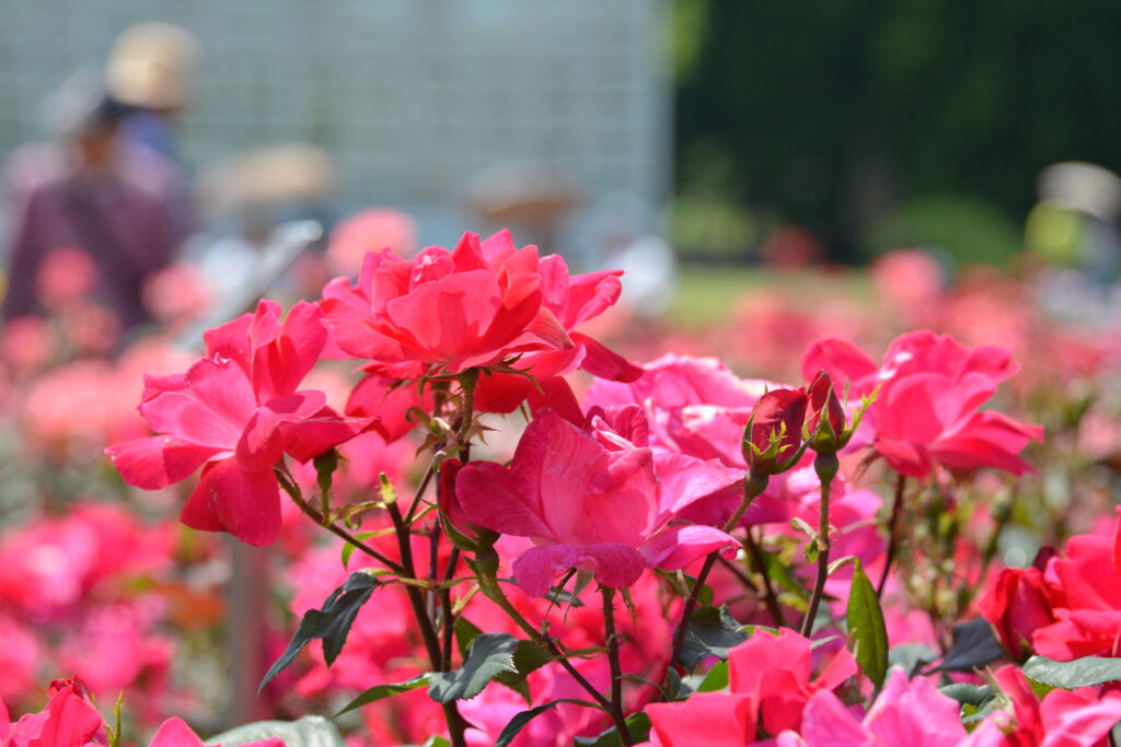 【スナップ撮影】薔薇の季節がやってくる！！
