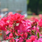 【スナップ撮影】薔薇の季節がやってくる！！