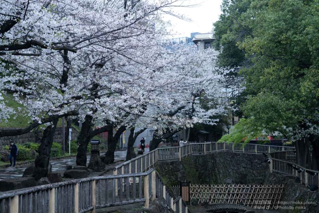 【スナップ撮影】サクラの名所行くなら朝に限る！