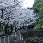 【スナップ撮影】サクラの名所行くなら朝に限る!