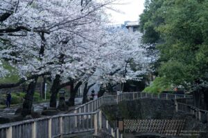 【スナップ撮影】サクラの名所行くなら朝に限る！