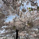 【スナップ撮影】桜・・・また来年。。