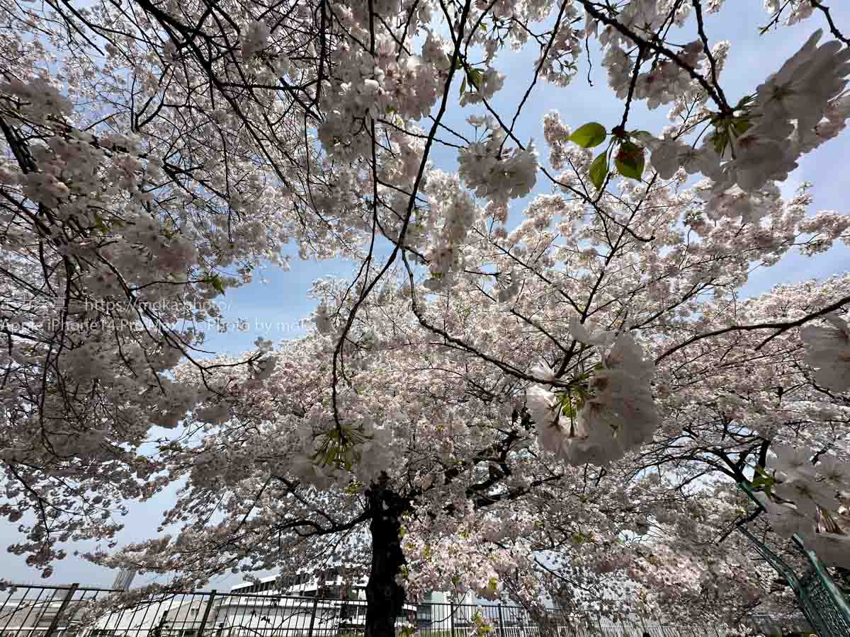 【スナップ撮影】桜・・・また来年。。