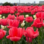 【スナップ撮影】咲いた咲いた、チューリップの花が♪