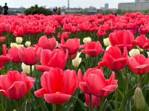 【スナップ撮影】咲いた咲いた、チューリップの花が♪