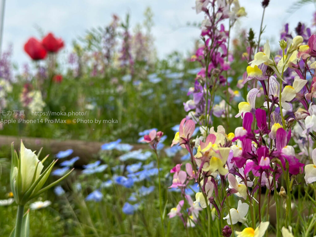【スナップ撮影】桜以外に、たくさんの花が咲いていた！