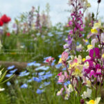 【スナップ撮影】桜以外に、たくさんの花が咲いていた！