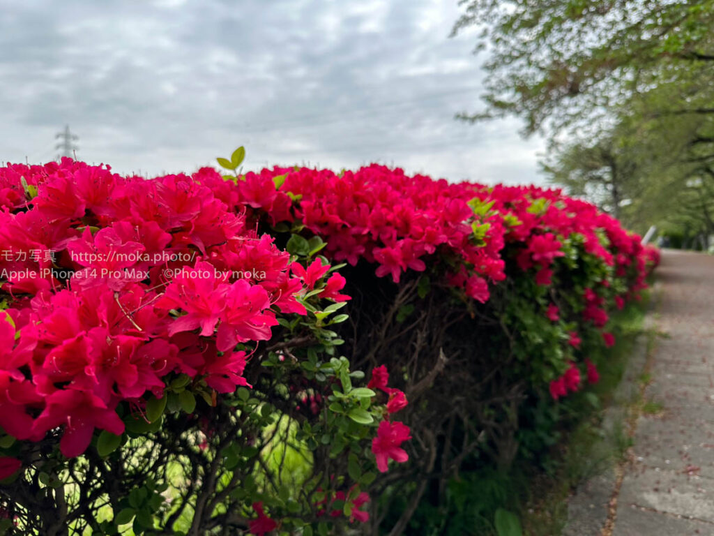 【スナップ撮影】綺麗なツツジが満開！！
