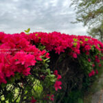 【スナップ撮影】綺麗なツツジが満開！！