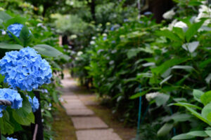 【ロケハン】紫陽花の季節がやってくる