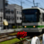 【スナップ撮影】薔薇の季節がやってきた!