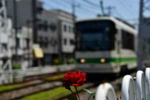 【スナップ撮影】薔薇の季節がやってきた!