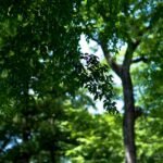 【スナップ撮影】深大寺でマイナスイオンを感じよう！！