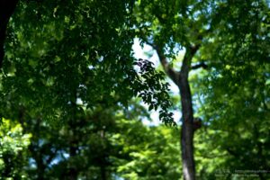 【スナップ撮影】深大寺でマイナスイオンを感じよう!!