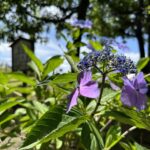 【スナップ撮影】青空の下の紫陽花も綺麗
