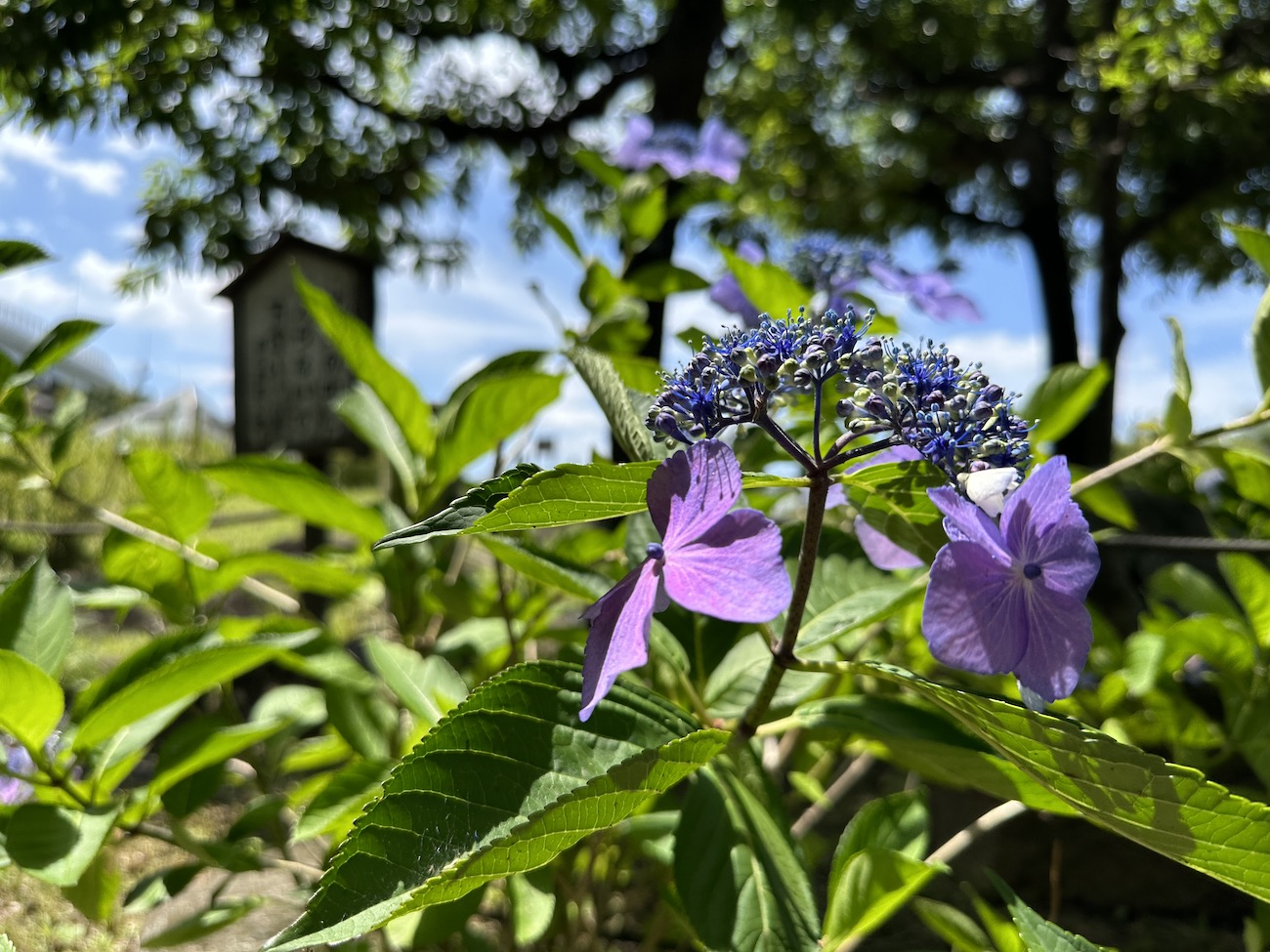 【スナップ撮影】青空の下の紫陽花も綺麗