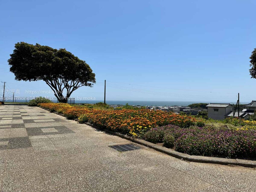 【スナップ撮影】お花と海を眺めて